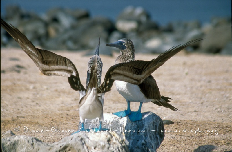 Fou à  pieds bleus (Sula nebouxii)