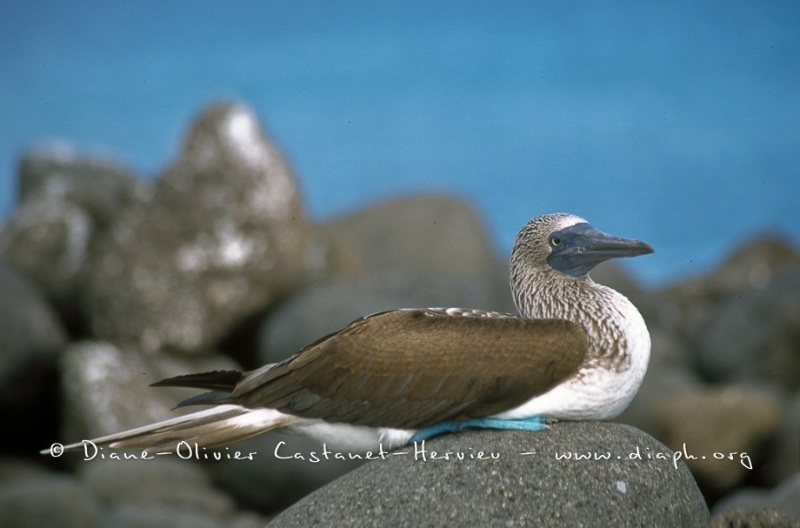 Fou à  pieds bleus (Sula nebouxii)