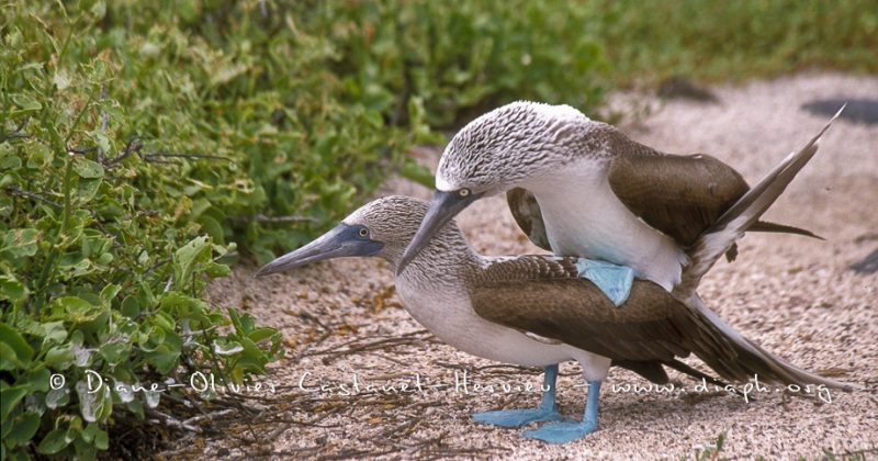 Fou à  pieds bleus (Sula nebouxii)