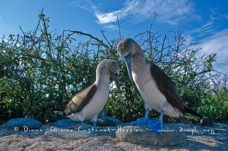 Fou à  pieds bleus (Sula nebouxii)