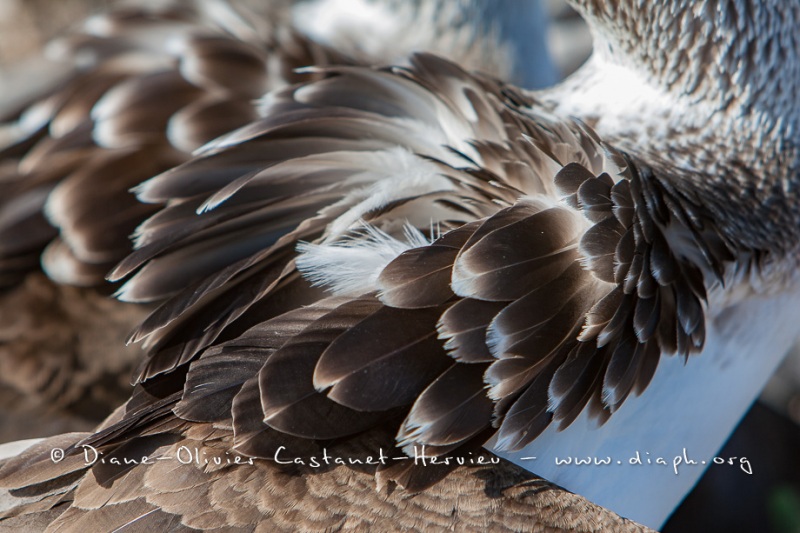 Fou à  pieds bleus (Sula nebouxii) - îles Galapagos