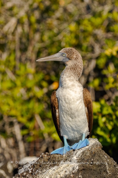 Fou à  pieds bleus des Galapagos (Sula nebouxii excisa)