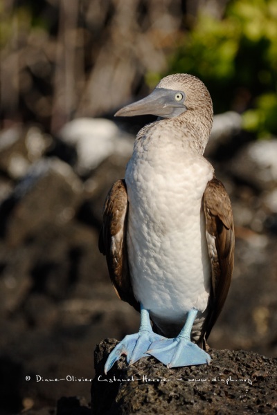 Fou à  pieds bleus des Galapagos (Sula nebouxii excisa)