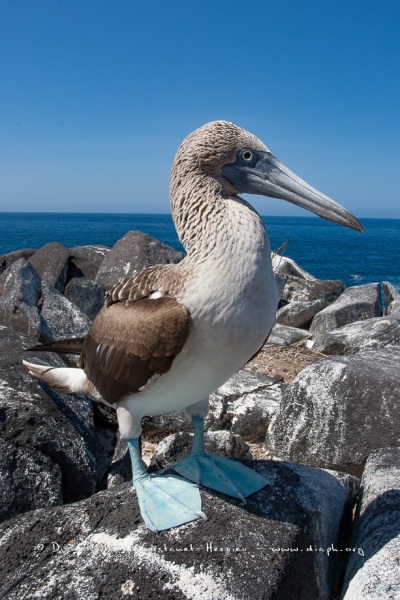 Fou à  pieds bleus (Sula nebouxii) - îles Galapagos