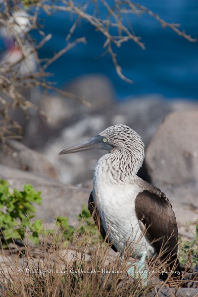 Fou à  pieds bleus (Sula nebouxii) - îles Galapagos