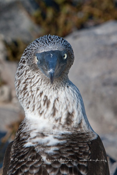 Fou à  pieds bleus (Sula nebouxii) - îles Galapagos