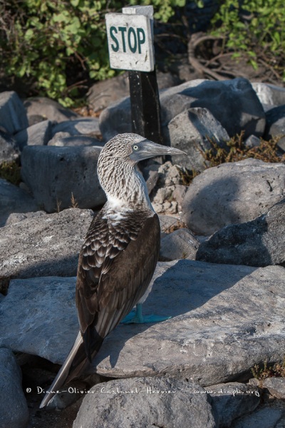 Fou à  pieds bleus (Sula nebouxii) - îles Galapagos