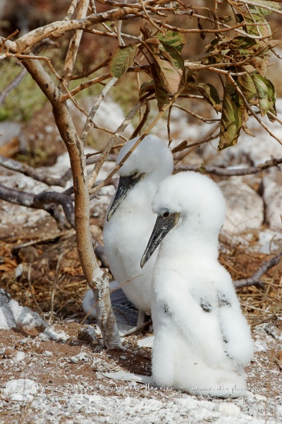 Fou masqué (Sula dactylatra)