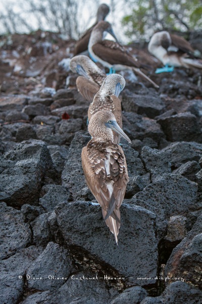 Fou à  pieds bleus (Sula nebouxii) - îles Galapagos