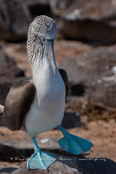 Fou à  pieds bleus (Sula nebouxii) - îles Galapagos