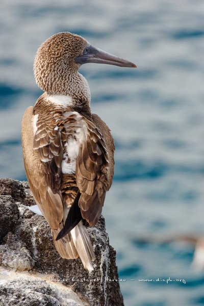 Fou à  pieds bleus des Galapagos (Sula nebouxii excisa)