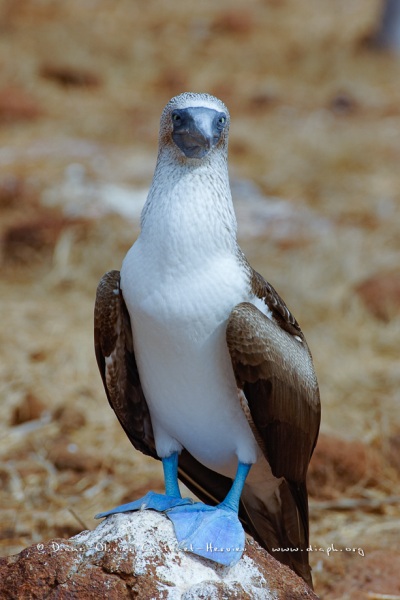 Fou à  pieds bleus des Galapagos (Sula nebouxii excisa)