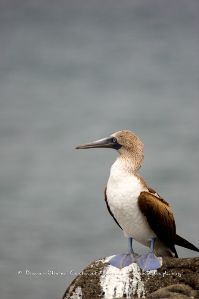 Fou à  pieds bleus des Galapagos (Sula nebouxii excisa)