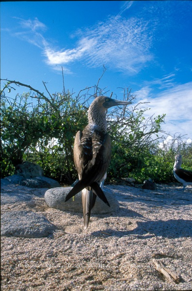 Fou à  pieds bleus (Sula nebouxii)