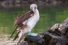 Fou à  pieds bleus (Sula nebouxii) - îles Galapagos