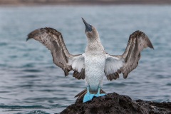 Fou à  pieds bleus (Sula nebouxii) - îles Galapagos