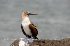 Fou à  pieds bleus des Galapagos (Sula nebouxii excisa)