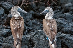 Fou à  pieds bleus (Sula nebouxii) - îles Galapagos