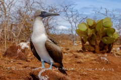 Fou à  pieds bleus des Galapagos (Sula nebouxii excisa)