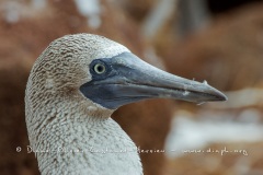 Fou à  pieds bleus des Galapagos (Sula nebouxii excisa)