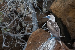 Fou à  pieds bleus (Sula nebouxii) - îles Galapagos