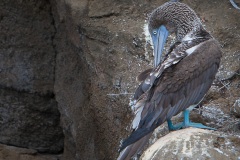 Fou à  pieds bleus (Sula nebouxii) - îles Galapagos