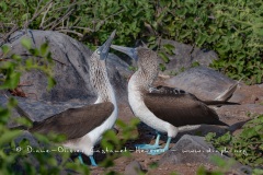 Fou à  pieds bleus (Sula nebouxii) - îles Galapagos