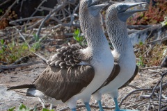 Fou à  pieds bleus (Sula nebouxii) - îles Galapagos