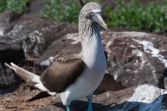 Fou à  pieds bleus (Sula nebouxii) - îles Galapagos