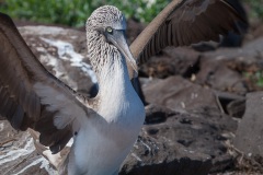 Fou à  pieds bleus (Sula nebouxii) - îles Galapagos