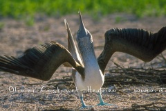 Fou à  pieds bleus (Sula nebouxii)