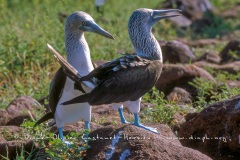 Fou à  pieds bleus (Sula nebouxii)