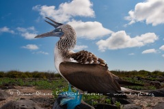 Fou à  pieds bleus (Sula nebouxii) - îles Galapagos