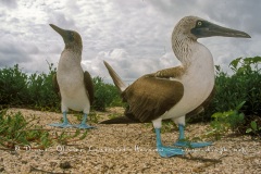 Fou à  pieds bleus (Sula nebouxii)