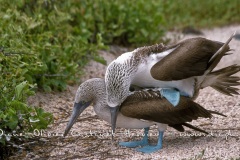 Fou à  pieds bleus (Sula nebouxii)