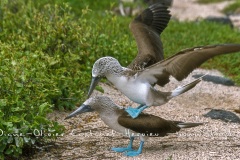 Fou à  pieds bleus (Sula nebouxii)