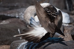 Fou à  pieds bleus (Sula nebouxii) - îles Galapagos