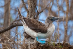 Fou à  pieds bleus (Sula nebouxii) - îles Galapagos