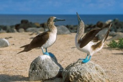 Fou à  pieds bleus (Sula nebouxii)