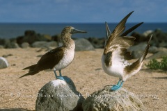 Fou à  pieds bleus (Sula nebouxii)