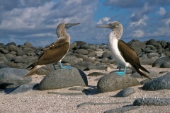 Fou à  pieds bleus (Sula nebouxii)