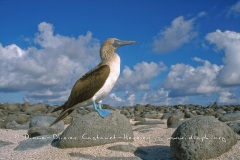 Fou à  pieds bleus (Sula nebouxii)