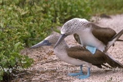 Fou à  pieds bleus (Sula nebouxii)