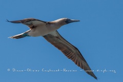 Fou à  pieds bleus (Sula nebouxii) - îles Galapagos