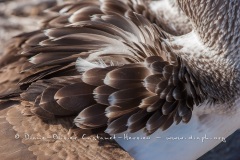 Fou à  pieds bleus (Sula nebouxii) - îles Galapagos