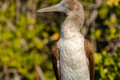 Fou à  pieds bleus des Galapagos (Sula nebouxii excisa)