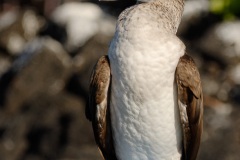 Fou à  pieds bleus des Galapagos (Sula nebouxii excisa)