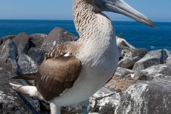 Fou à  pieds bleus (Sula nebouxii) - îles Galapagos