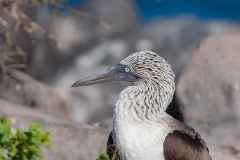Fou à  pieds bleus (Sula nebouxii) - îles Galapagos
