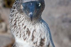 Fou à  pieds bleus (Sula nebouxii) - îles Galapagos